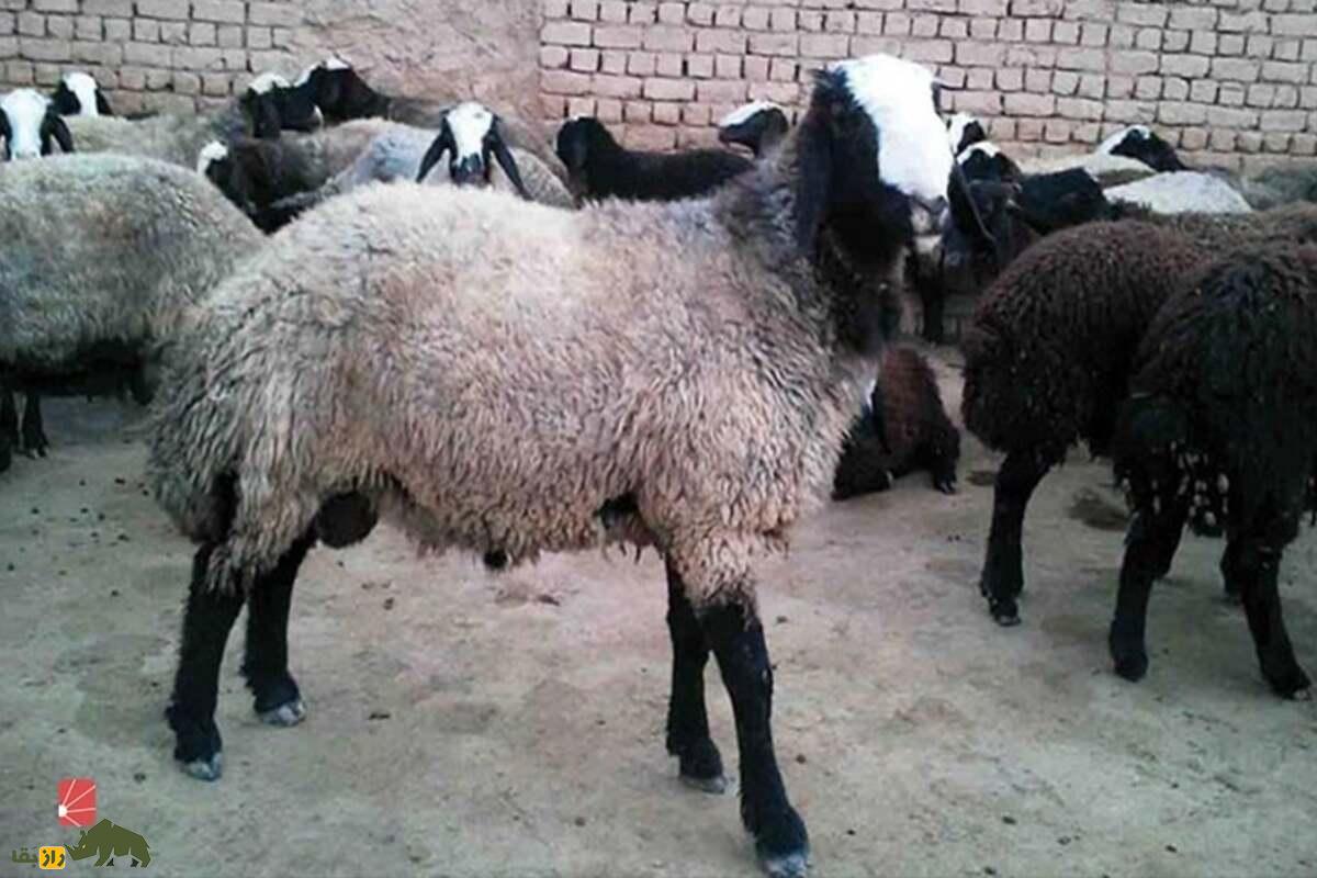 گوسفند کرمانی؛ نژادی با گوشت لذیذ، پشم مرغوب و شیر غنی برای پرورش در ایران و مناطق جنوبی گوسفند کرمانی؛ نژادی با گوشت لذیذ، پشم مرغوب و شیر غنی برای پرورش در ایران و مناطق جنوبی