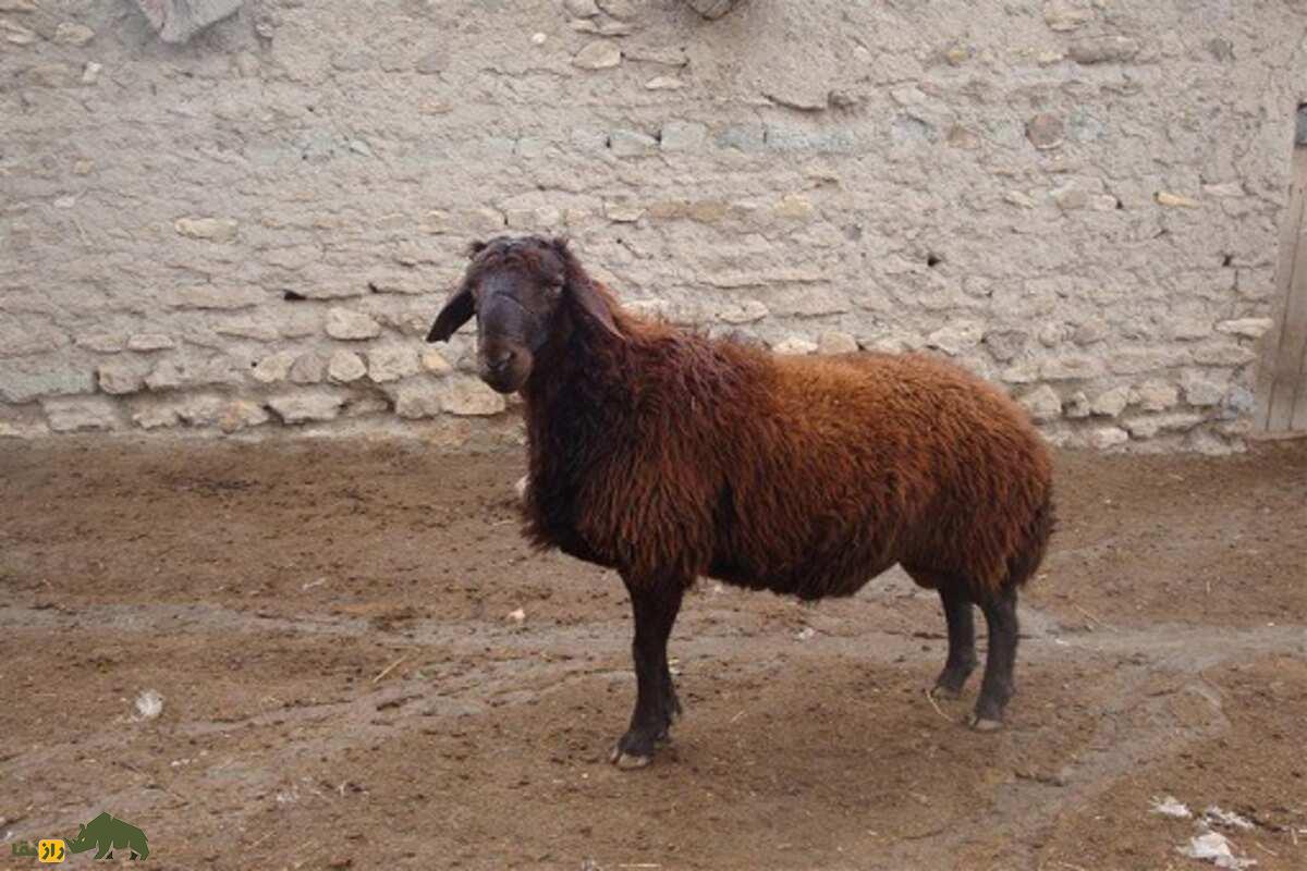 گوسفند کرمانی؛ نژادی با گوشت لذیذ، پشم مرغوب و شیر غنی برای پرورش در ایران و مناطق جنوبی گوسفند کرمانی؛ نژادی با گوشت لذیذ، پشم مرغوب و شیر غنی برای پرورش در ایران و مناطق جنوبی