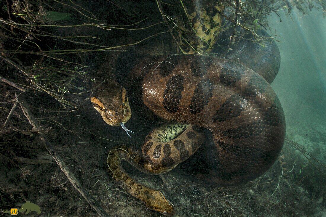 آناکوندای سبز؛ سنگین‌ترین و بزرگترین مار جهان با ۹ متر طول که می‌تواند هر حیوانی را خفه کند!