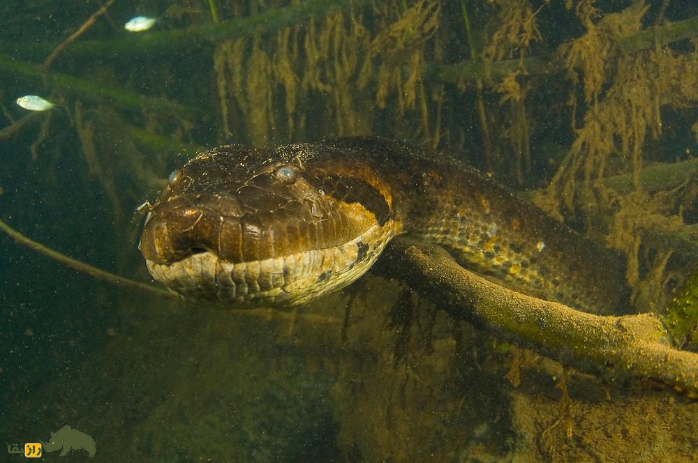 آناکوندای سبز