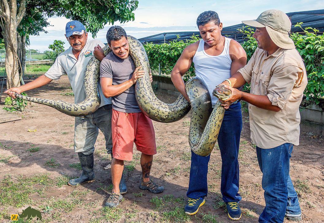 آناکوندای سبز؛ بزرگترین مار جهان با ۹ متر طول که در رودخانه و باتلاق زندگی می‌‎کند و کابوس کروکودیل‌ها و انسان است!