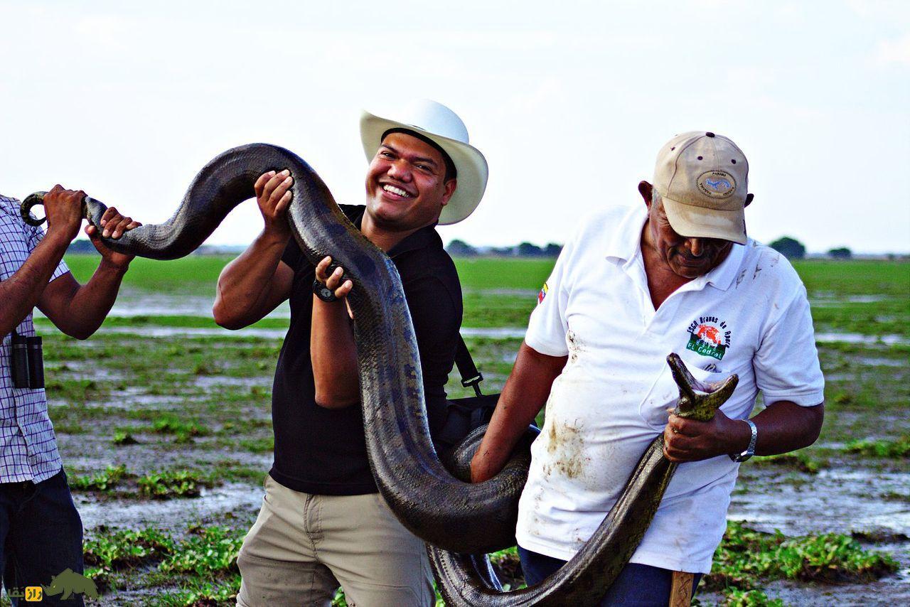 آناکوندای سبز