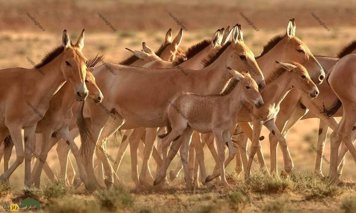 خولان