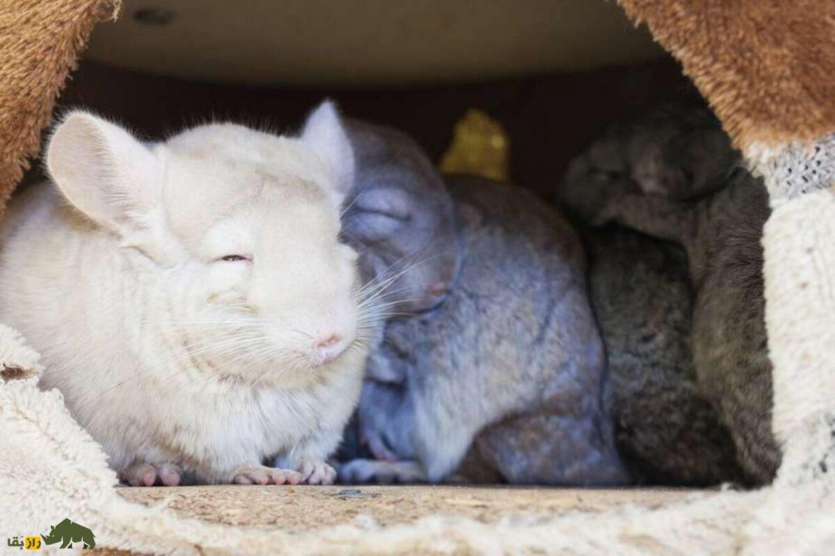 چینچیلا؛ حیوانی بانمک با پشمی لوکس‌تر از خز! همه‌چیز درباره نگهداری، ویژگی‌ها و زندگی در طبیعت