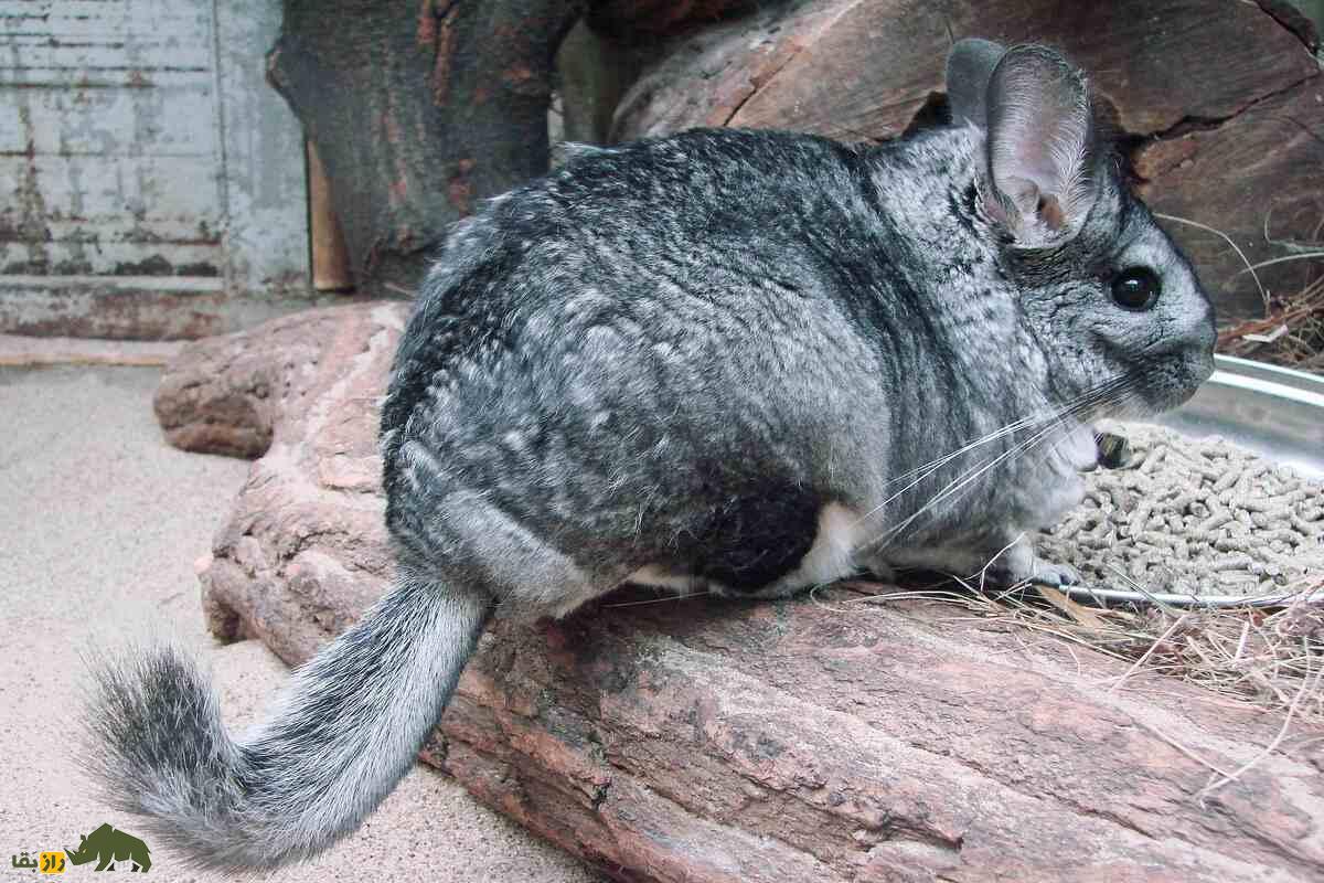 چینچیلا؛ حیوانی بانمک با پشمی لوکس‌تر از خز! همه‌چیز درباره نگهداری، ویژگی‌ها و زندگی در طبیعت