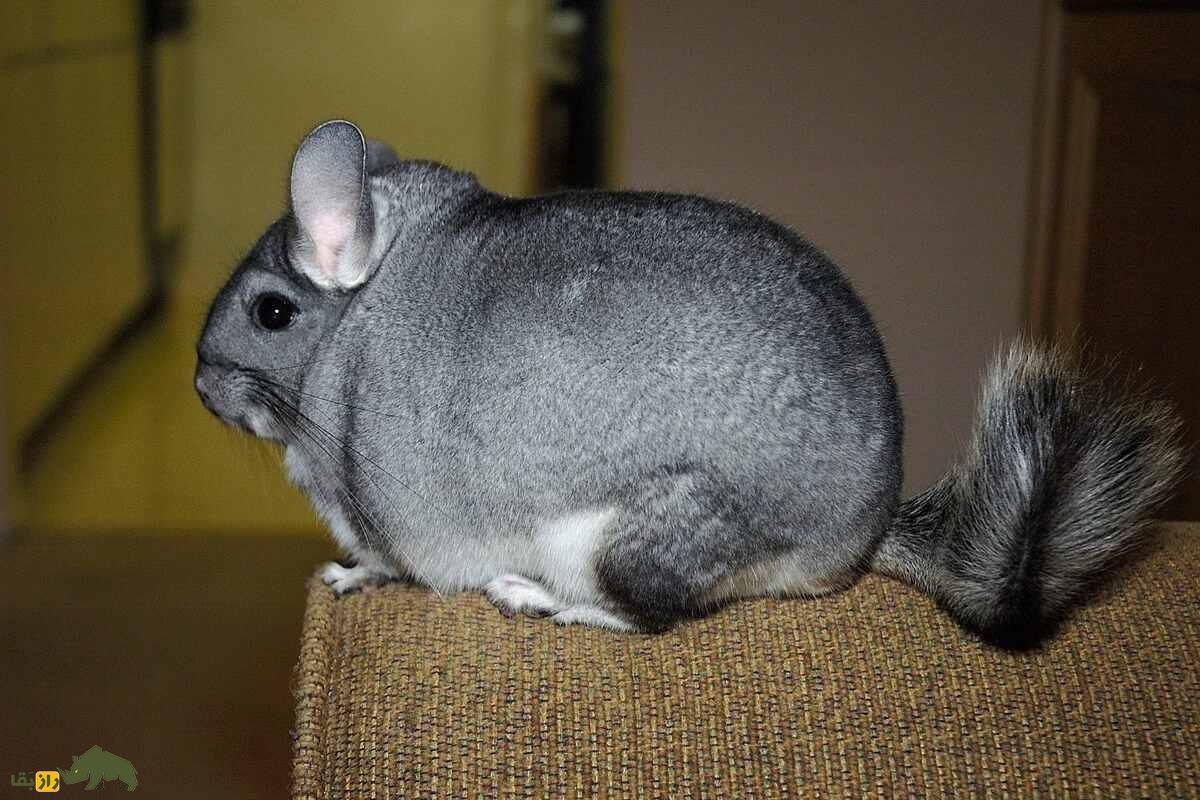 چینچیلا؛ حیوانی بانمک با پشمی لوکس‌تر از خز! همه‌چیز درباره نگهداری، ویژگی‌ها و زندگی در طبیعت