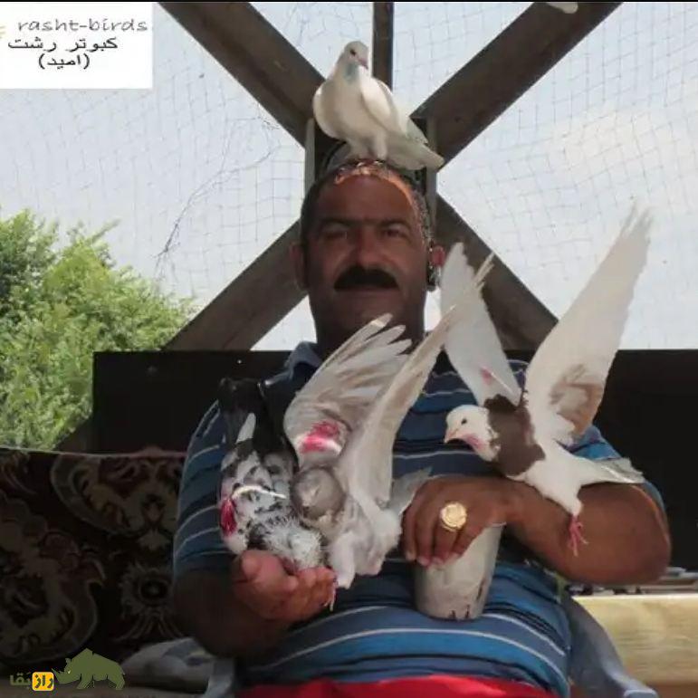 امید صفتی؛ معروفترین کبوترباز شمال ایران که استاد بزرگ پرورش کبوتر جهنمی است امید صفتی