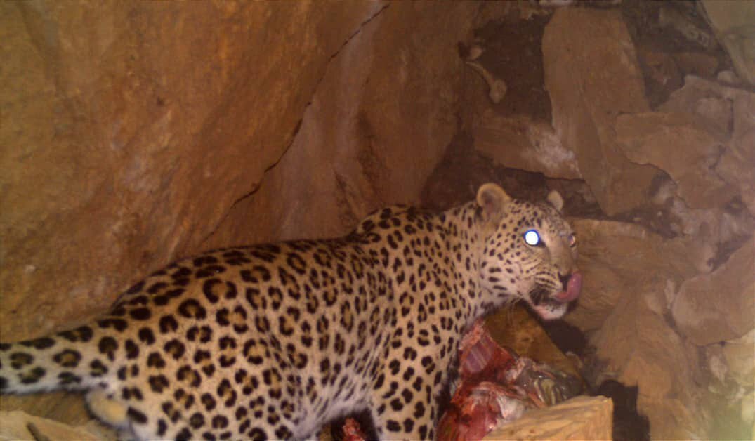 تصویر پلنگ ایرانی موقع شکار، شکار شد!