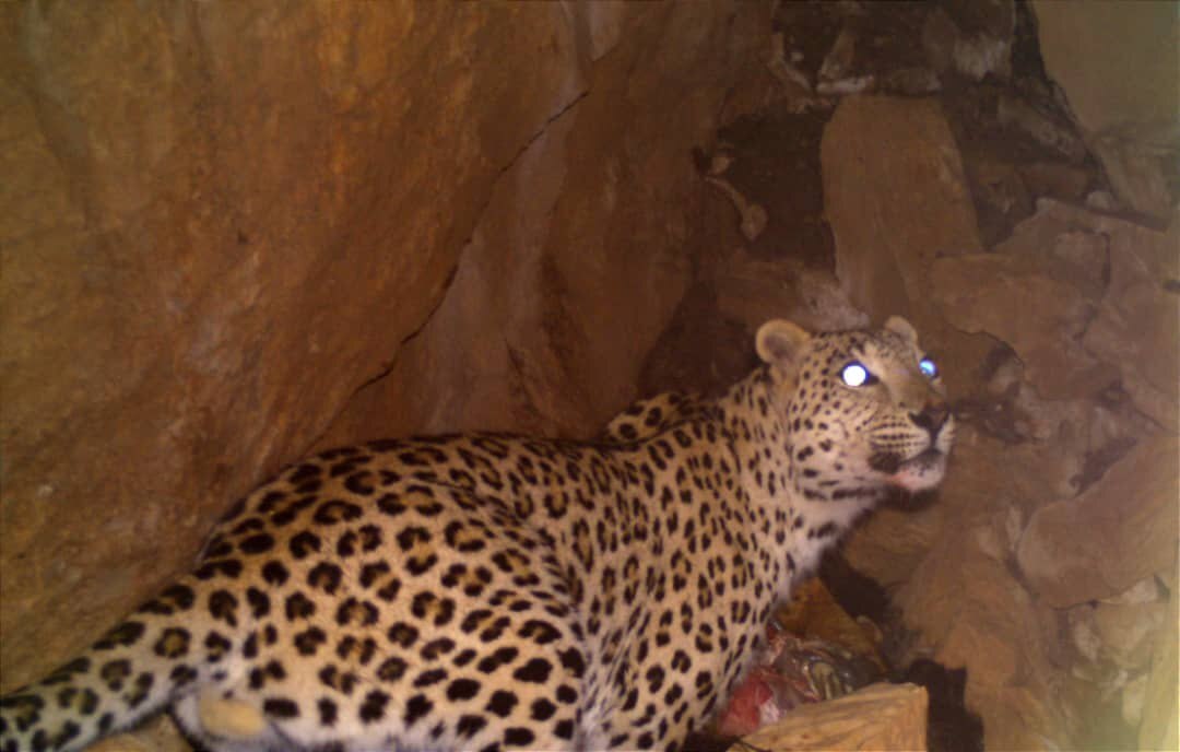 تصویر پلنگ ایرانی موقع شکار، شکار شد!