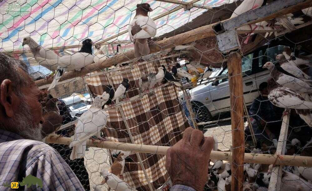 کبوتر یا الماس؟ قیمتهای نجومی و سرسامآور کبوترهای مسابقهای و زینتی در ایران کبوتر در بازار پرنده فروشان تهران