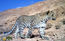 فیلمی از پلنگ مغرور و زیبای ایرانی در ارتفاعات پارک ملی گلستان