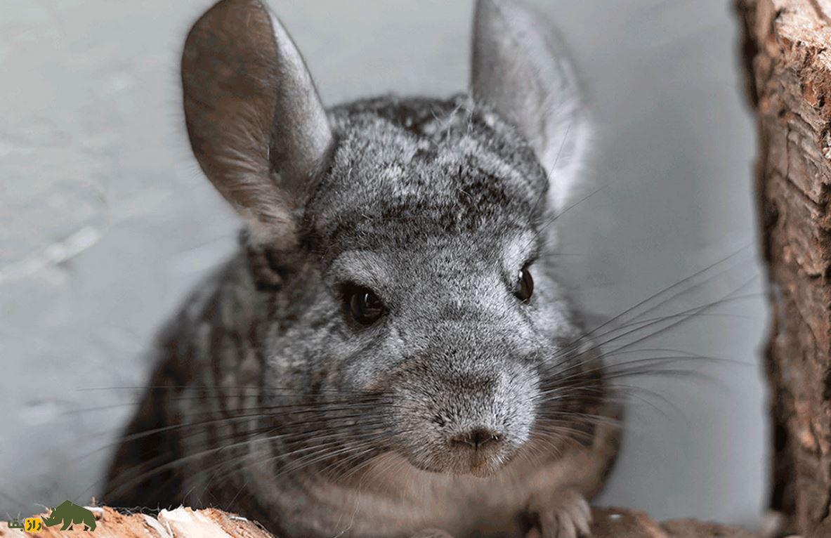 چینچیلا Chinchilla