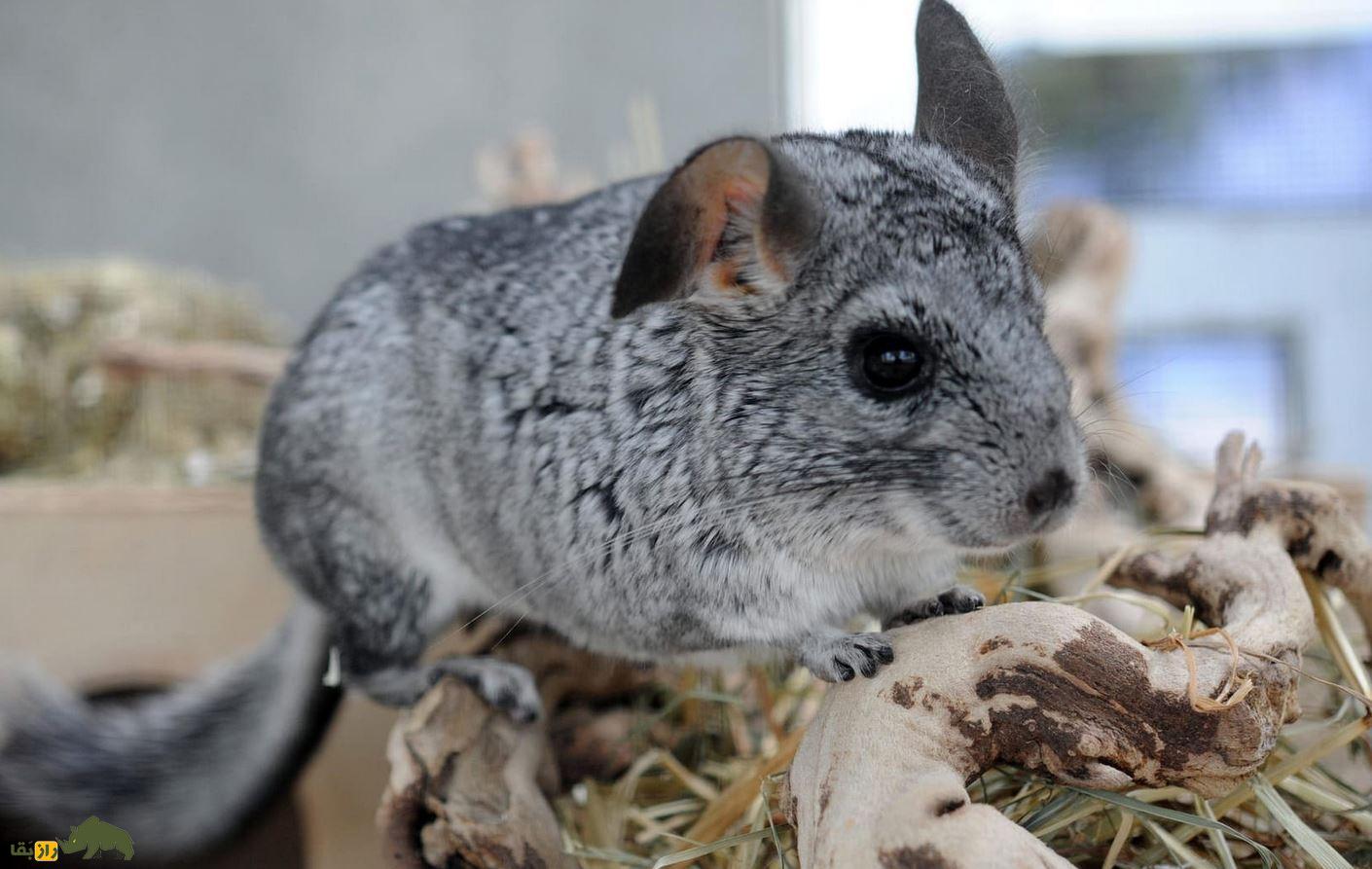 چینچیلا Chinchilla