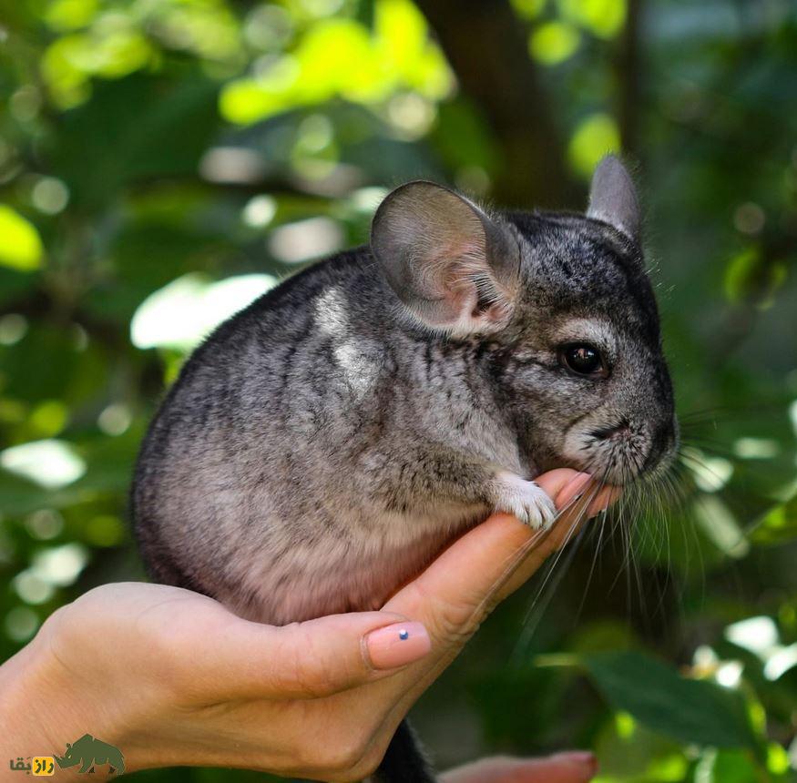 چینچیلا؛ تمیزترین و گران‌ترین موش دنیا که هیچ بویی ندارد و موی آن تا ۹ میلیارد تومان قیمت دارد