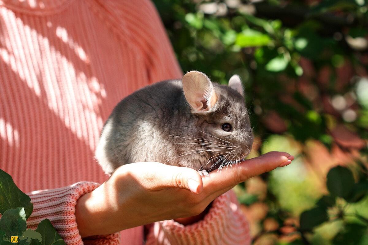 چینچیلا Chinchilla