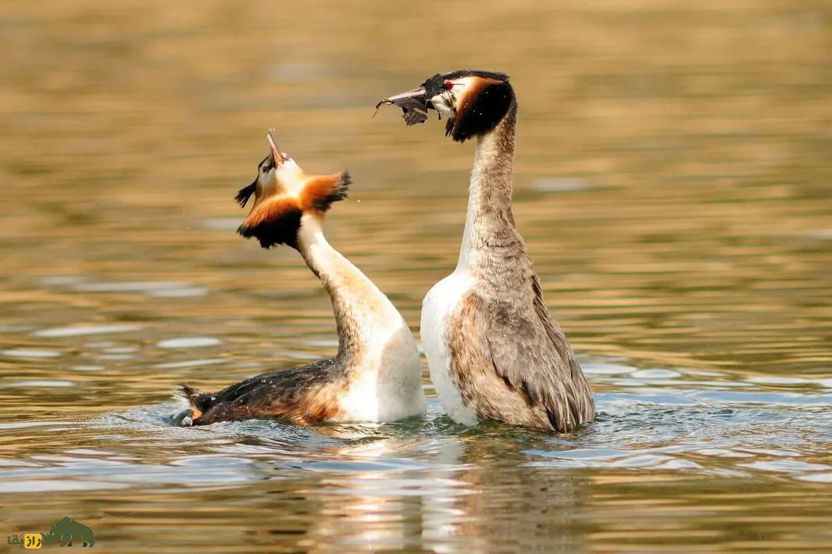 کشیم کاکلی بزرگ؛ پرندهای زیبا با رقص جفتگیری منحصربهفرد در تالابهای آرام کشیم کاکلی بزرگ؛ پرندهای زیبا با رقص جفتگیری منحصربهفرد در تالابهای آرام