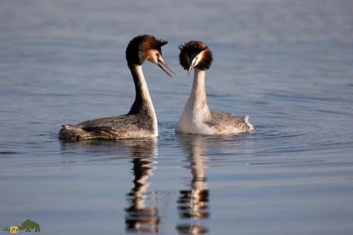 کشیم کاکلی بزرگ؛ پرندهای زیبا با رقص جفتگیری منحصربهفرد در تالابهای آرام کشیم کاکلی بزرگ؛ پرندهای زیبا با رقص جفتگیری منحصربهفرد در تالابهای آرام