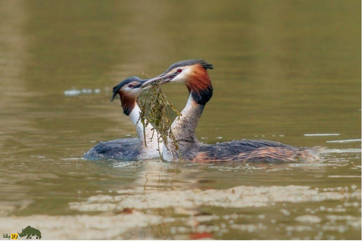 کشیم کاکلی بزرگ؛ پرندهای زیبا با رقص جفتگیری منحصربهفرد در تالابهای آرام کشیم کاکلی بزرگ؛ پرندهای زیبا با رقص جفتگیری منحصربهفرد در تالابهای آرام
