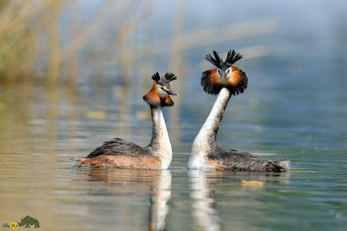 کشیم کاکلی بزرگ؛ پرندهای زیبا با رقص جفتگیری منحصربهفرد در تالابهای آرام کشیم کاکلی بزرگ؛ پرندهای زیبا با رقص جفتگیری منحصربهفرد در تالابهای آرام