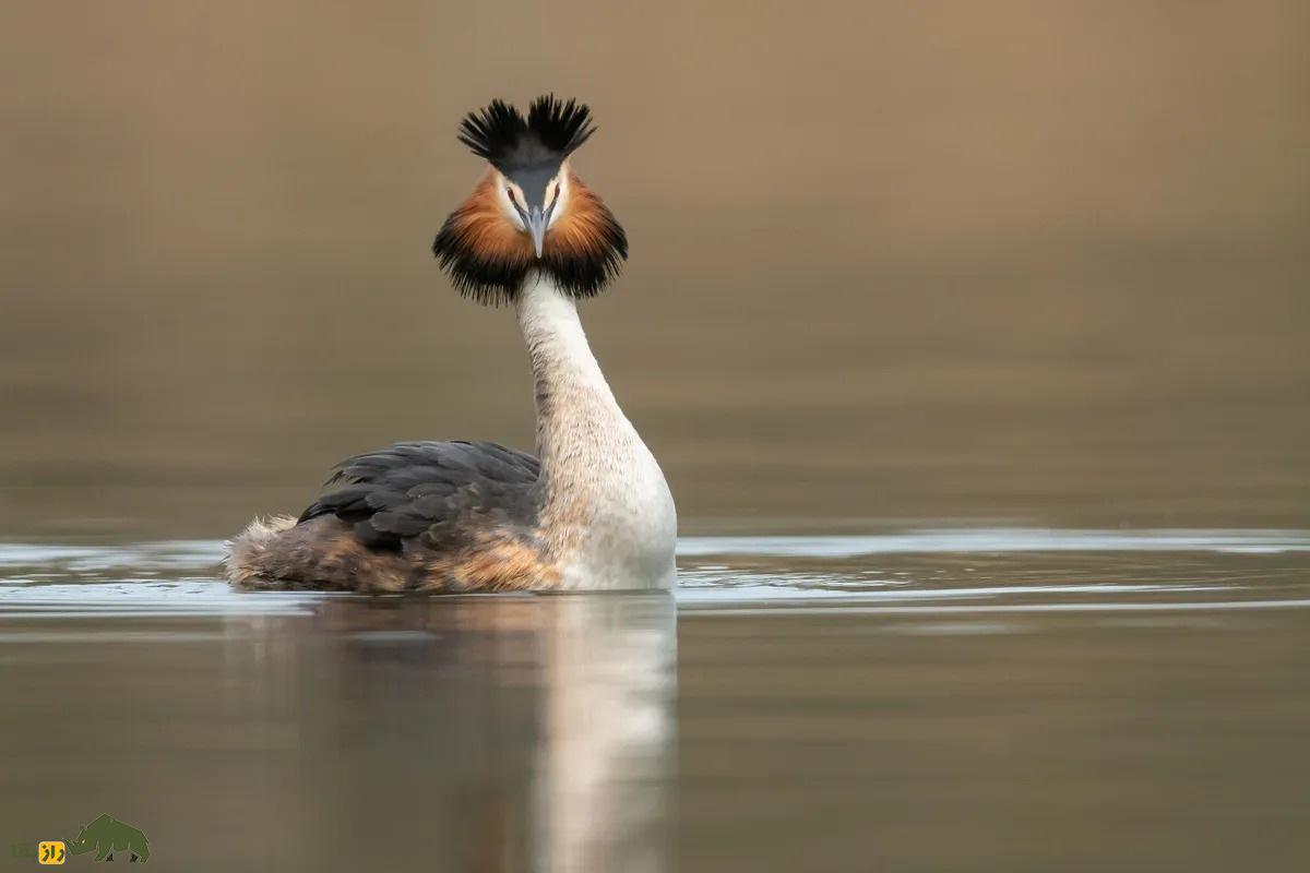 کشیم کاکلی بزرگ؛ پرندهای زیبا با رقص جفتگیری منحصربهفرد در تالابهای آرام کشیم کاکلی بزرگ؛ پرندهای زیبا با رقص جفتگیری منحصربهفرد در تالابهای آرام