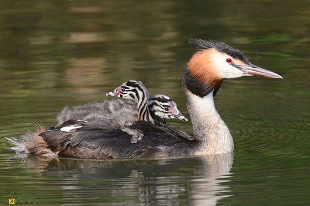 کشیم کاکلی بزرگ؛ پرندهای زیبا با رقص جفتگیری منحصربهفرد در تالابهای آرام کشیم کاکلی بزرگ؛ پرندهای زیبا با رقص جفتگیری منحصربهفرد در تالابهای آرام