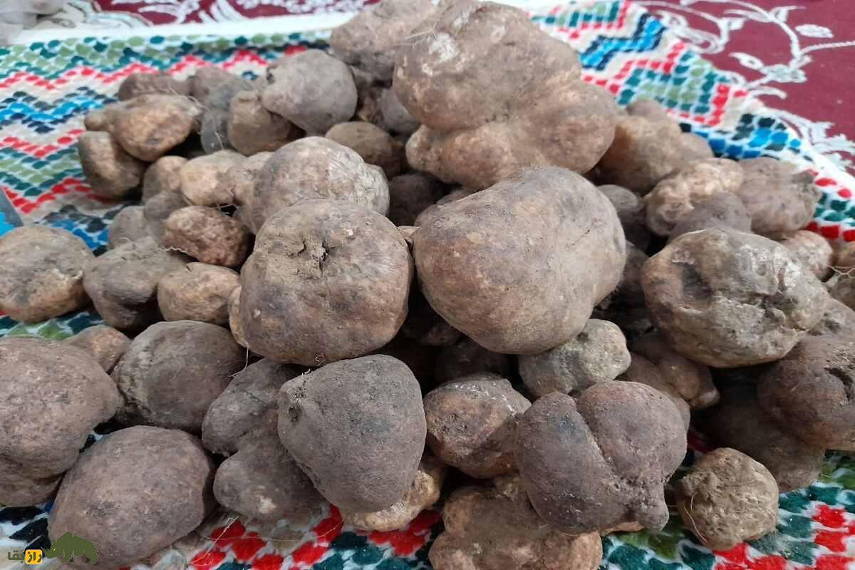 دنبلان کوهی یا ترافل ایرانی؛ گنجینهای خوراکی با ارزش غذایی، اقتصادی و دارویی در طبیعت ایران دنبلان کوهی یا ترافل ایرانی؛ گنجینهای خوراکی با ارزش غذایی، اقتصادی و دارویی در طبیعت ایران