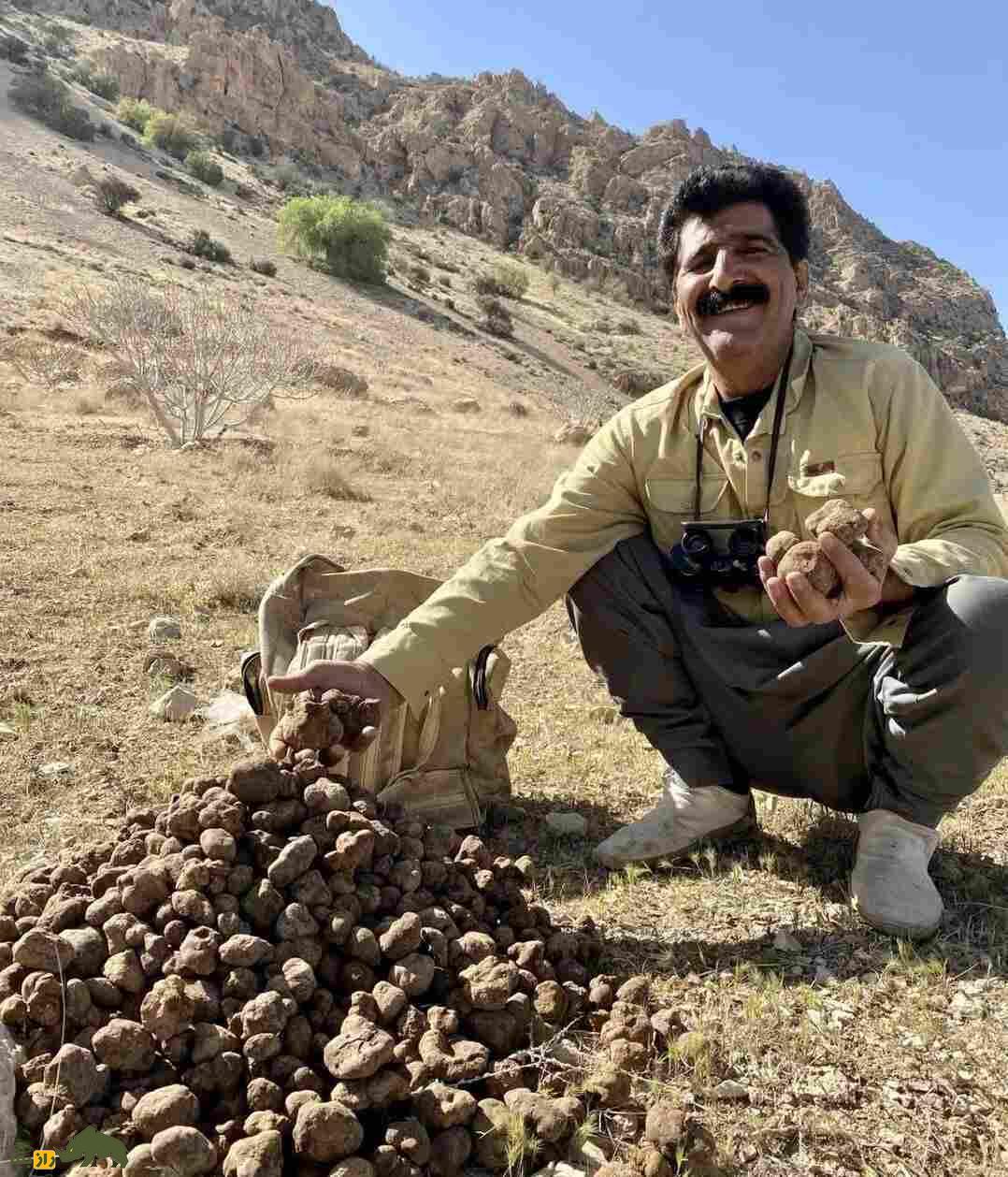دنبلان کوهی یا ترافل ایرانی؛ گنجینهای خوراکی با ارزش غذایی، اقتصادی و دارویی در طبیعت ایران دنبلان کوهی یا ترافل ایرانی؛ گنجینهای خوراکی با ارزش غذایی، اقتصادی و دارویی در طبیعت ایران
