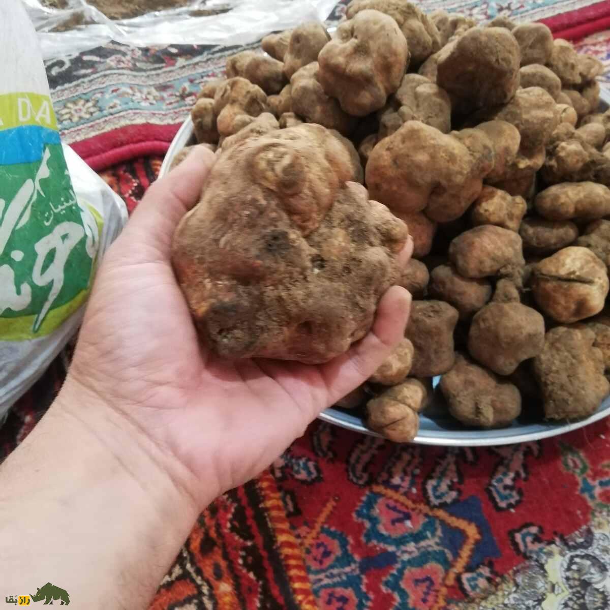 دنبلان کوهی یا ترافل ایرانی؛ گنجینهای خوراکی با ارزش غذایی، اقتصادی و دارویی در طبیعت ایران دنبلان کوهی یا ترافل ایرانی؛ گنجینهای خوراکی با ارزش غذایی، اقتصادی و دارویی در طبیعت ایران