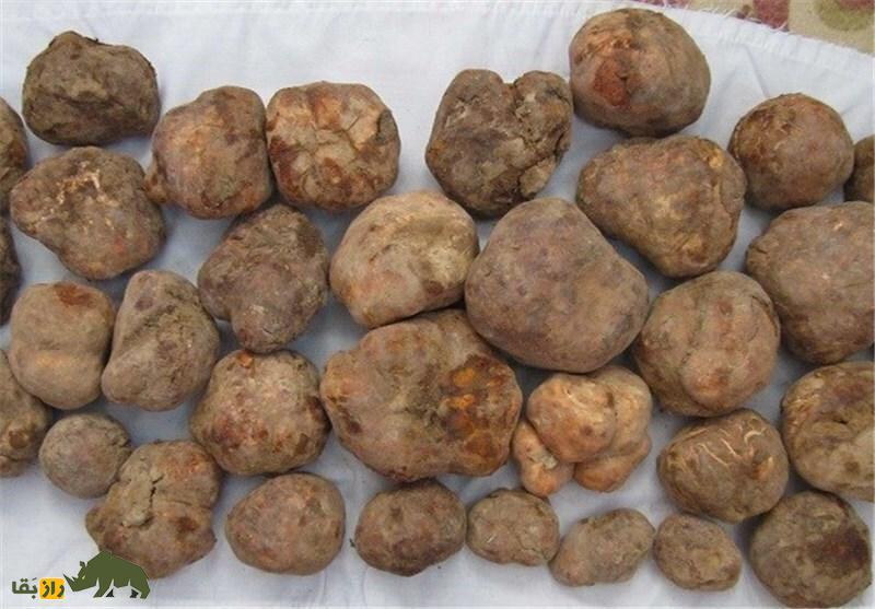 دنبلان کوهی یا ترافل ایرانی؛ گنجینهای خوراکی با ارزش غذایی، اقتصادی و دارویی در طبیعت ایران دنبلان کوهی یا ترافل ایرانی؛ گنجینهای خوراکی با ارزش غذایی، اقتصادی و دارویی در طبیعت ایران