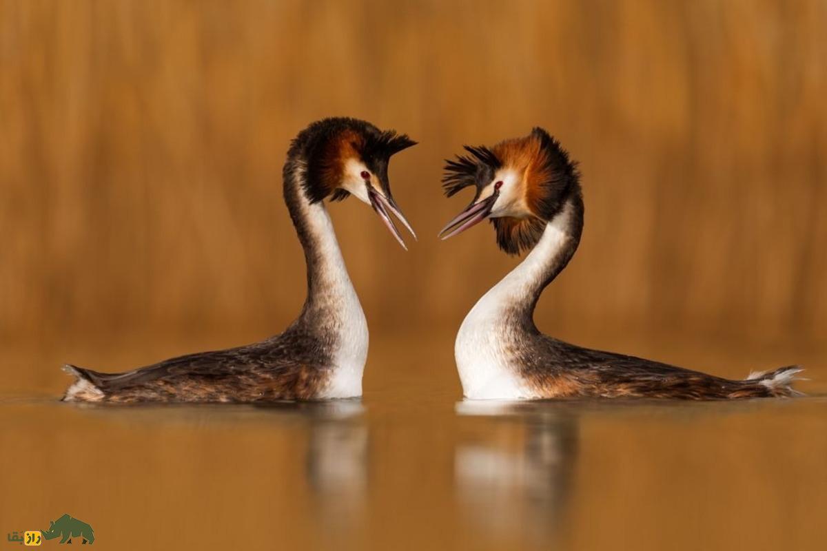 کشیم کاکلی بزرگ؛ پرندهای با کاکل و ریش بلند که زیباترین رقص جفتگیری در بین پرندگان را دارد کشیم کاکلی بزرگ؛ پرندهای با کاکل و ریش بلند که زیباترین رقص جفتگیری در بین پرندگان را دارد