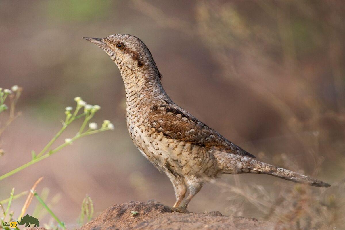 شناسایی دارکوب قهوهای در جزیره خارگ؛ بررسی ویژگیها، زیستگاه و نقش آن در اکوسیستم ایران شناسایی دارکوب قهوهای در جزیره خارگ؛ بررسی ویژگیها، زیستگاه و نقش آن در اکوسیستم ایران