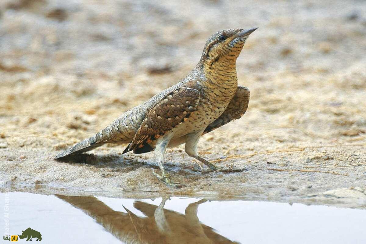 شناسایی دارکوب قهوهای در جزیره خارگ؛ بررسی ویژگیها، زیستگاه و نقش آن در اکوسیستم ایران شناسایی دارکوب قهوهای در جزیره خارگ؛ بررسی ویژگیها، زیستگاه و نقش آن در اکوسیستم ایران