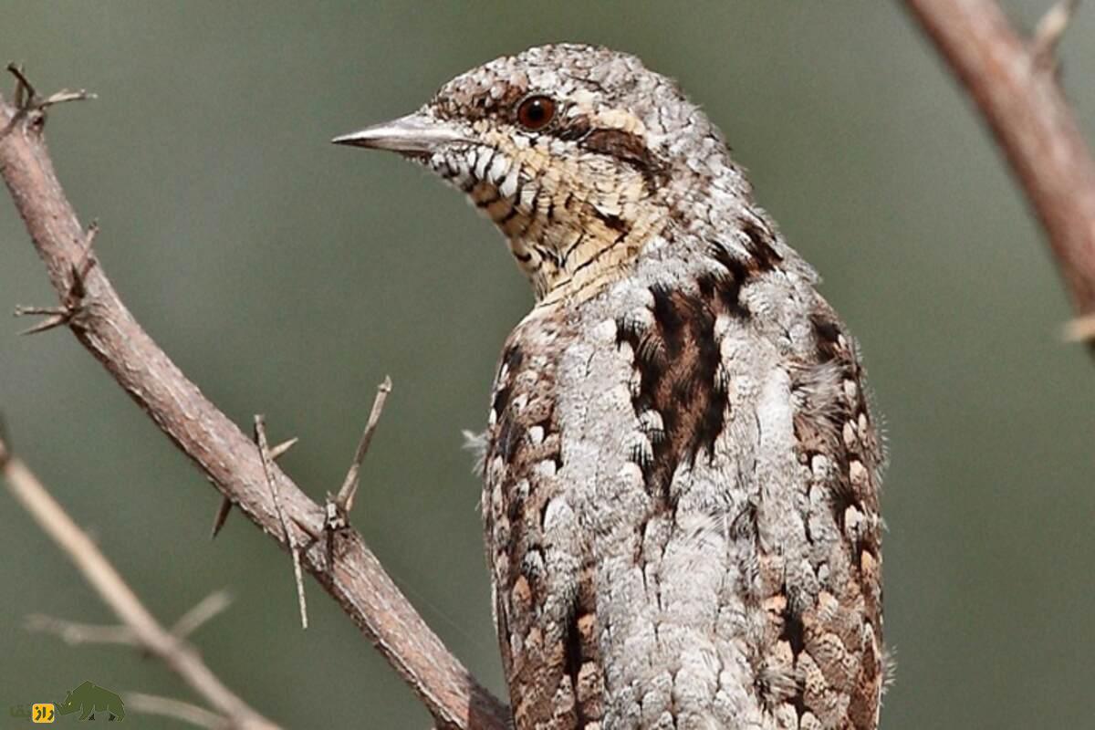 شناسایی دارکوب قهوهای در جزیره خارگ؛ بررسی ویژگیها، زیستگاه و نقش آن در اکوسیستم ایران شناسایی دارکوب قهوهای در جزیره خارگ؛ بررسی ویژگیها، زیستگاه و نقش آن در اکوسیستم ایران