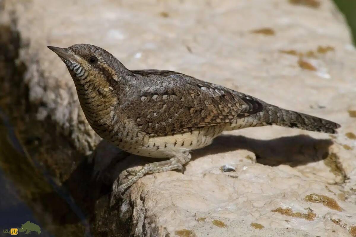 شناسایی دارکوب قهوهای در جزیره خارگ؛ بررسی ویژگیها، زیستگاه و نقش آن در اکوسیستم ایران شناسایی دارکوب قهوهای در جزیره خارگ؛ بررسی ویژگیها، زیستگاه و نقش آن در اکوسیستم ایران