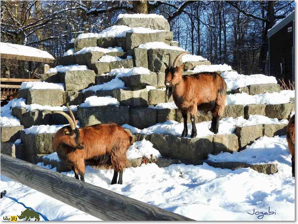 بز چکمه‌پوش