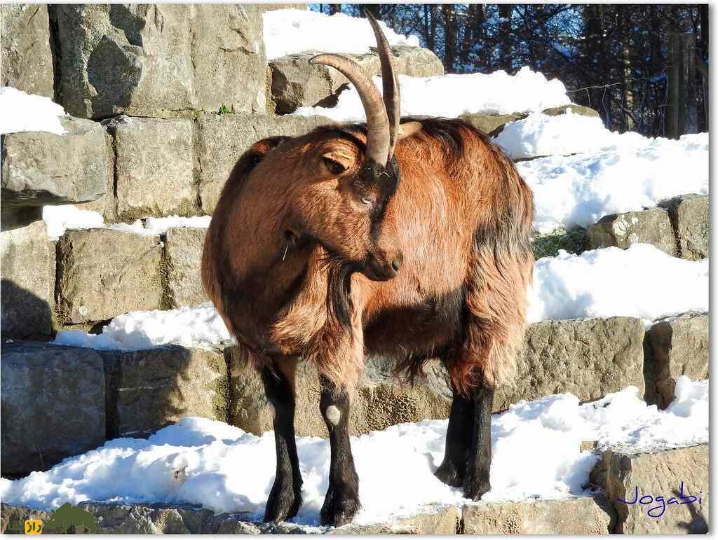 بز چکمه‌پوش