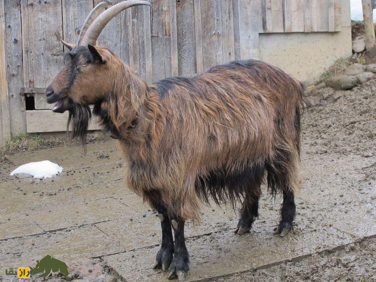 بز چکمه‌پوش