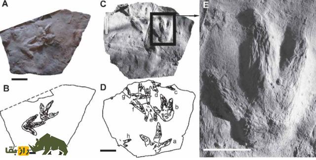 ایرانوسوریپوس؛ ردپای شگفتانگیز دایناسورهای ژوراسیک در ایران و رازهای پنهان فلات باستانی ایرانوسوریپوس؛ ردپای شگفتانگیز دایناسورهای ژوراسیک در ایران و رازهای پنهان فلات باستانی