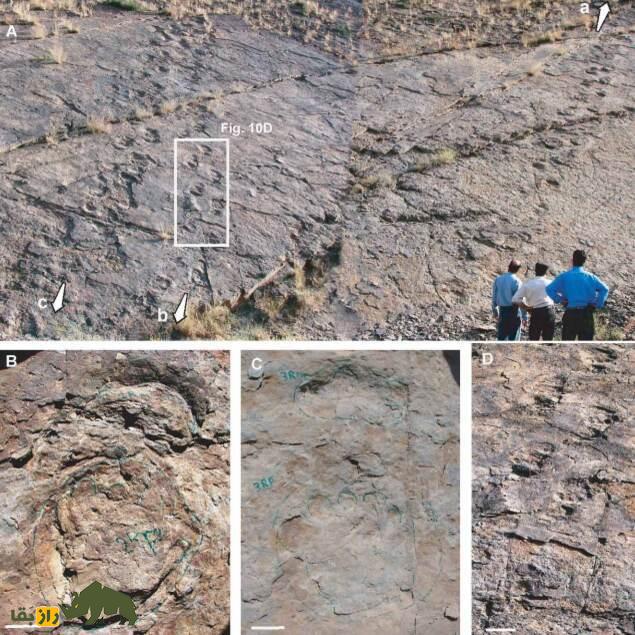 ایرانوسوریپوس؛ ردپای شگفتانگیز دایناسورهای ژوراسیک در ایران و رازهای پنهان فلات باستانی ایرانوسوریپوس؛ ردپای شگفتانگیز دایناسورهای ژوراسیک در ایران و رازهای پنهان فلات باستانی
