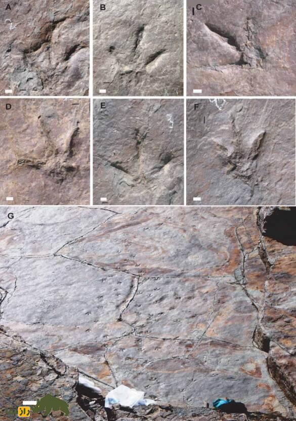 ایرانوسوریپوس؛ ردپای شگفتانگیز دایناسورهای ژوراسیک در ایران و رازهای پنهان فلات باستانی ایرانوسوریپوس؛ ردپای شگفتانگیز دایناسورهای ژوراسیک در ایران و رازهای پنهان فلات باستانی