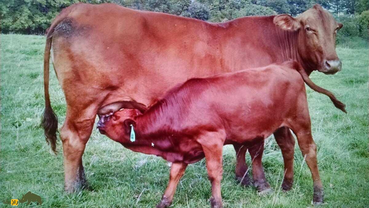 گاو بارزونا