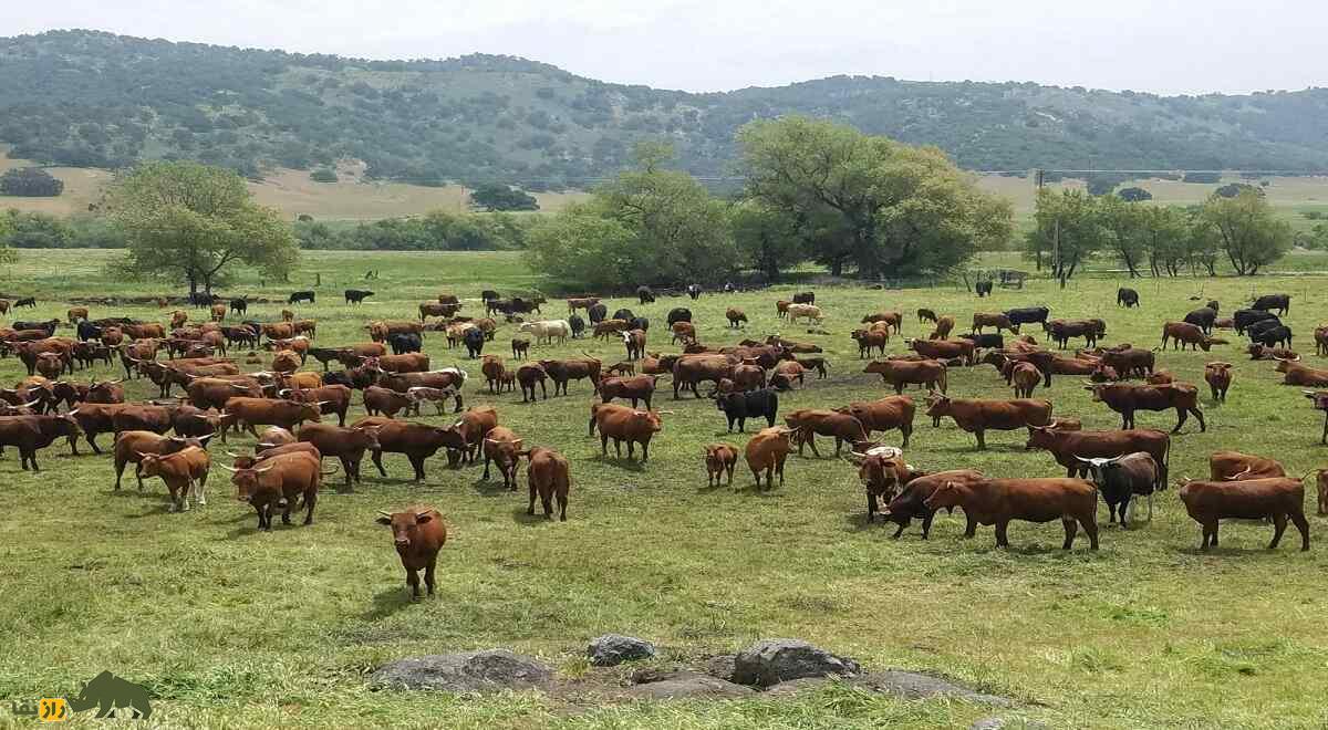 گله گاو بارزونا