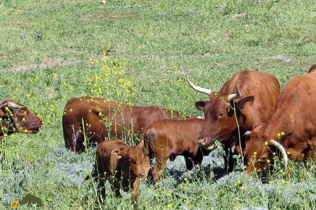 گاو بارزونا