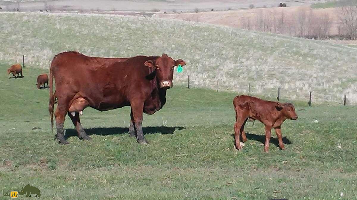 گاو بارزونا