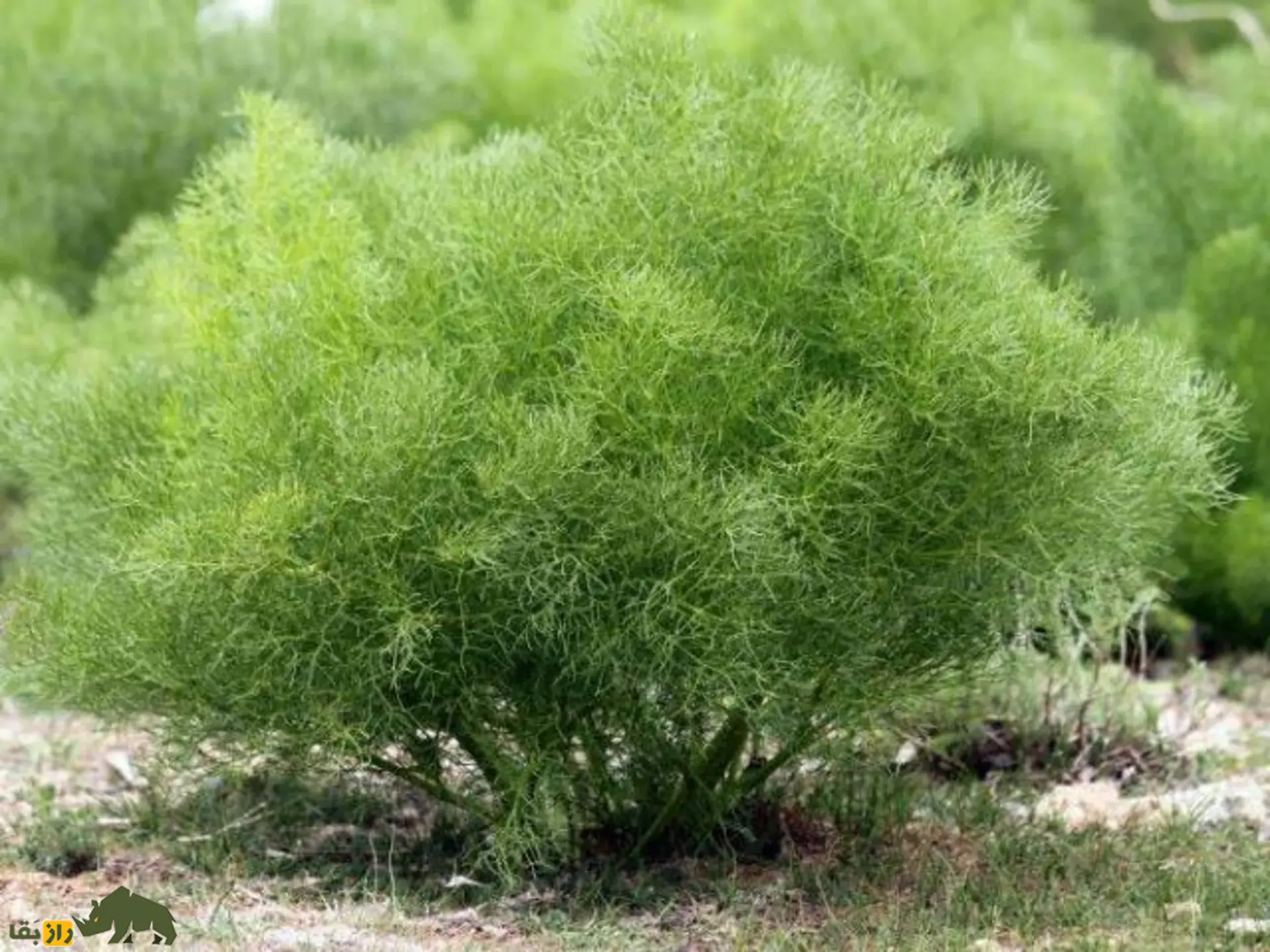 جاشیر؛ شاه گیاه بهاری کوه‌های زاگرس از کرمانشاه تا فارس که به خاطرش آدم‌های زیادی کشته شده‌اند!