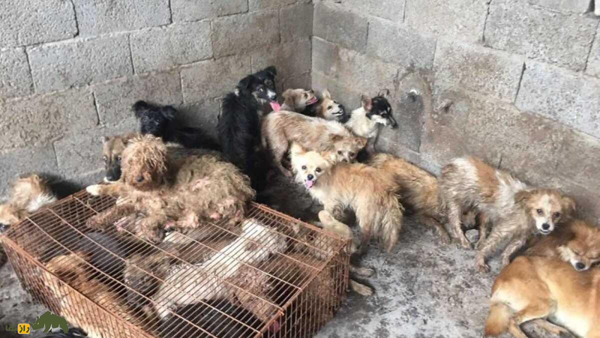 جشنواره گوشت سگ و کشتار وحشیانه سگها؛ سنت ترسناک چینیها برای کسب شانس جشنواره گوشت سگ و کشتار وحشیانه سگها