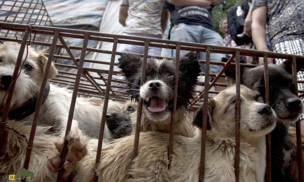 جشنواره گوشت سگ و کشتار وحشیانه سگها؛ سنت ترسناک چینیها برای کسب شانس جشنواره گوشت سگ و کشتار وحشیانه سگها
