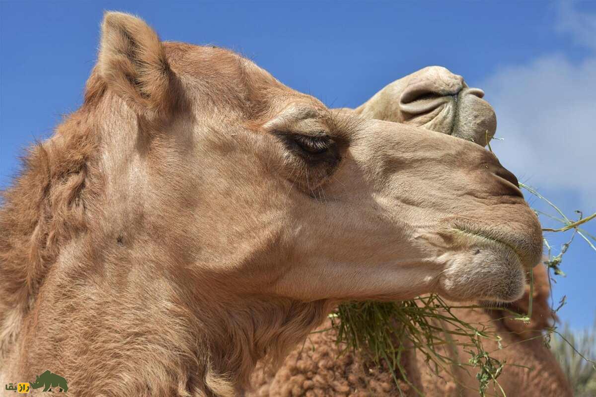 شترهای جنزده؛ شترهایی که گرفتار اجنه شدند و زخمی و لاغر و تکیده به خانه بازگشتند شتر