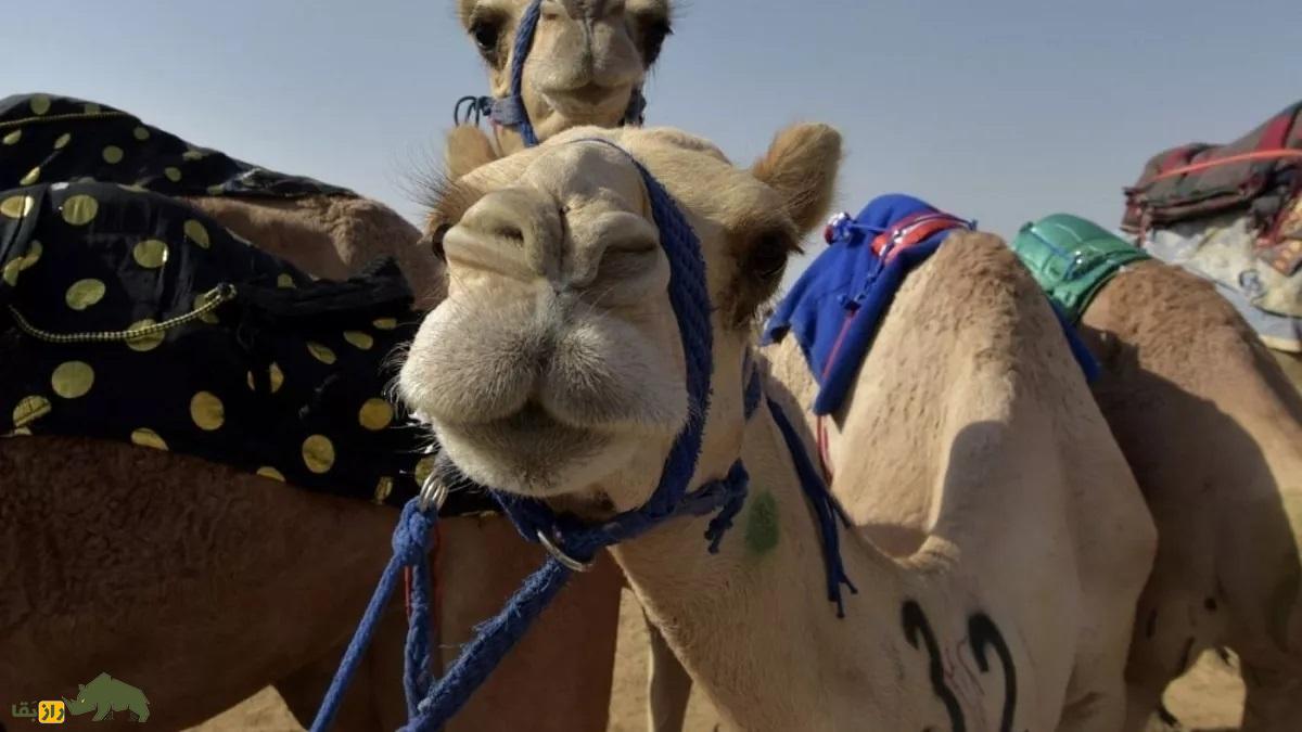 شترهای جنزده؛ شترهایی که گرفتار اجنه شدند و زخمی و لاغر و تکیده به خانه بازگشتند شتر