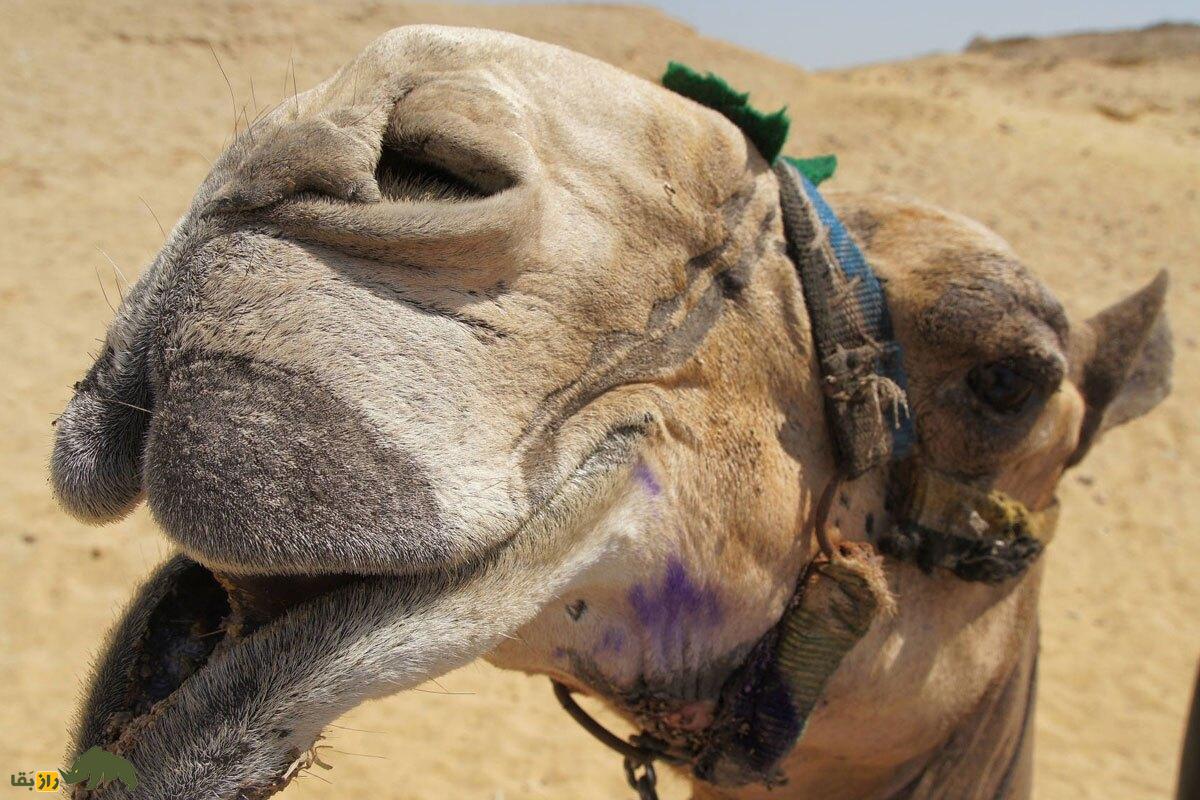 شترهای جنزده؛ شترهایی که گرفتار اجنه شدند و زخمی و لاغر و تکیده به خانه بازگشتند چهره شتر از نمای نزدیک